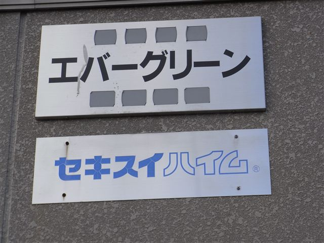 エバーグリーンの画像